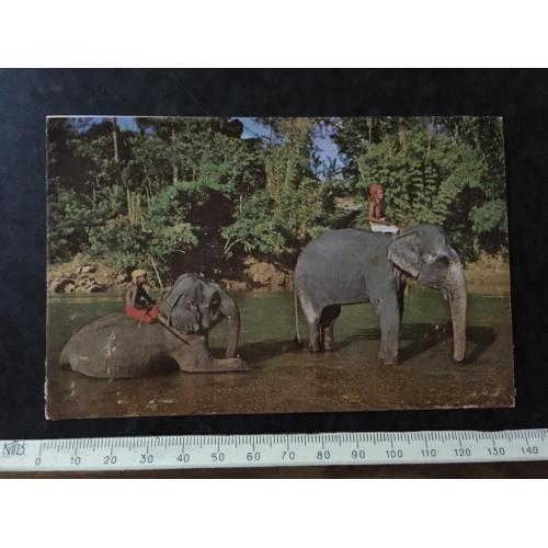 Листівка Цейлон