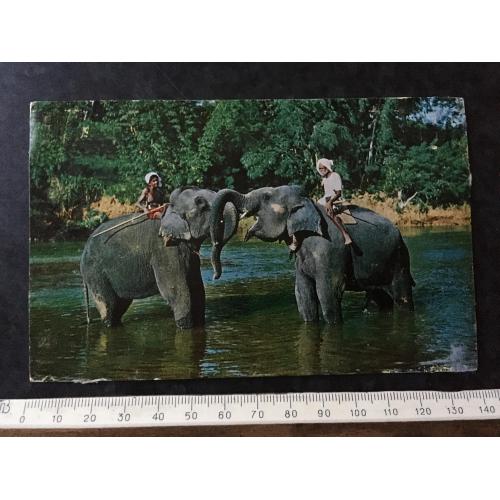 Листівка Цейлон