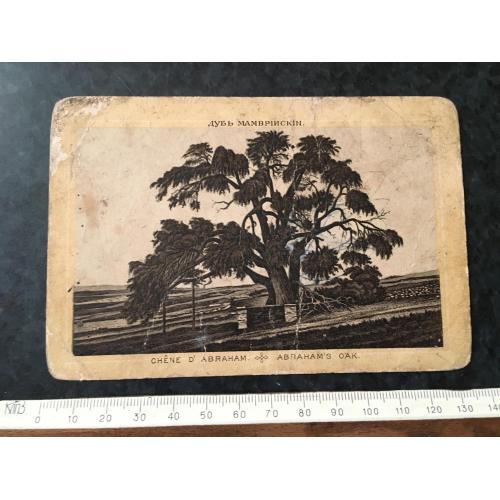 Листівка Дуб Мамврійський