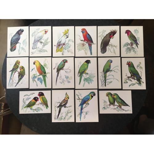 листівки Папуги