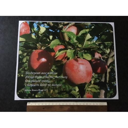 Плакат Ходорів Барви року фото Маркови