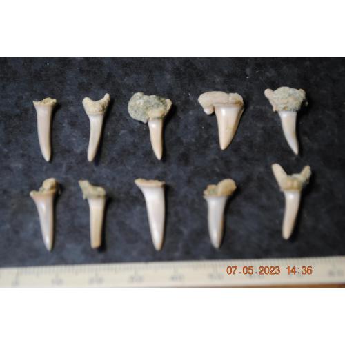 Скам'янілі зуби