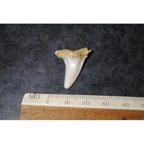 Скам'янілий зуб