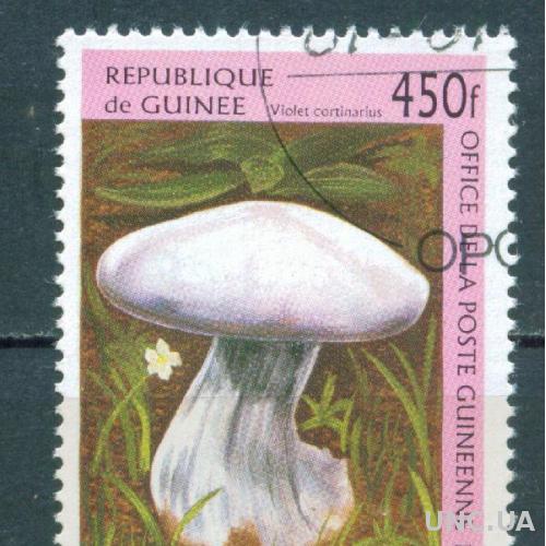 Гвинея - Флора - Грибы