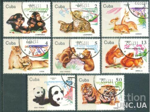 Куба - Фауна - Детёныши животных - Белочка - Панда