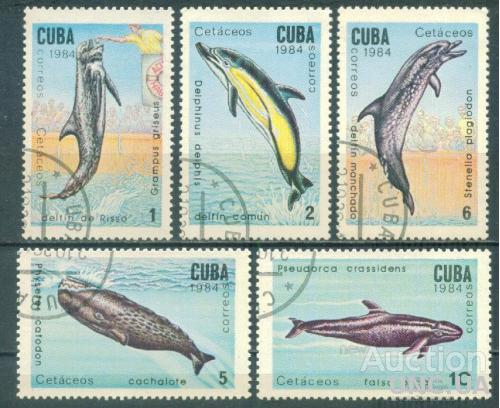 Куба - Морская фауна - Дельфины - Киты