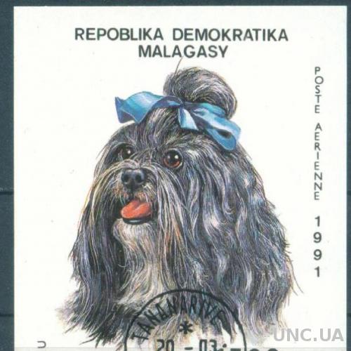 Мадагаскар - Блок - Фауна - Домашние декоративные собаки - б.з.