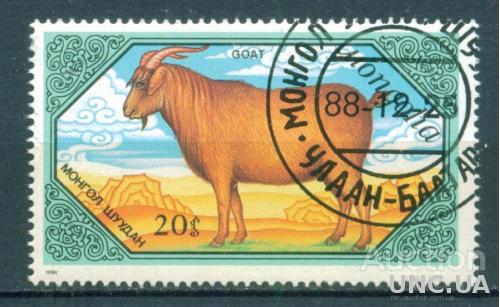 Монголия - Фауна - Домашняя коза