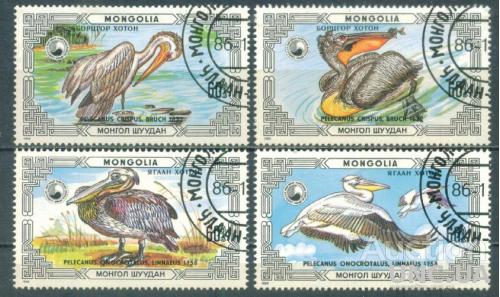 Монголия - Фауна - Птицы - Пеликаны