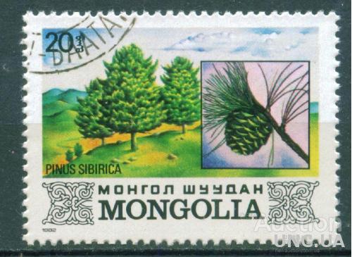 Монголия - Флора - Сосна сибирская - Кедровая шишка