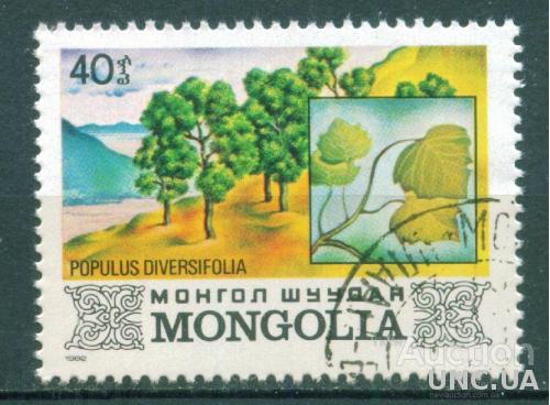 Монголия - Флора - Тополь евфратский