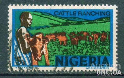 Нигерия - Сельское хозяйство - Коровы - Телята