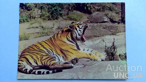 Открытка - Зоопарк - Тигр