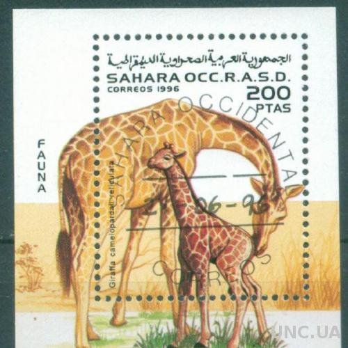 Сахара - Блок - Фауна - Жирафы