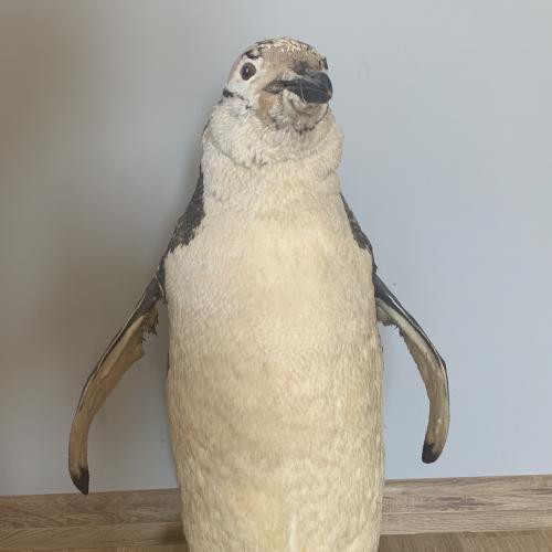 Чучело Пингвина 47 см