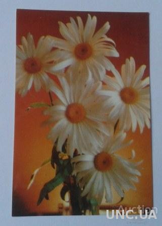 Календарик. Квіти, ромашки. 1990р.