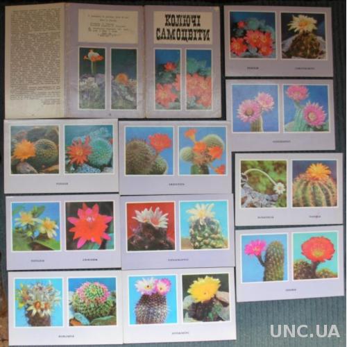 Колючі самоцвіти - листівки про кактуси. Открытки кактусы 1977 г.