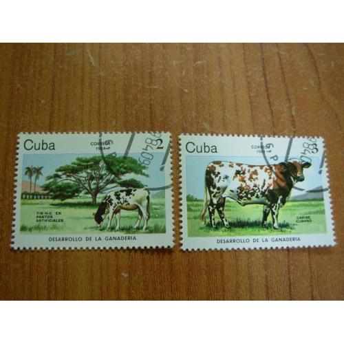 1984.Куба.Корови