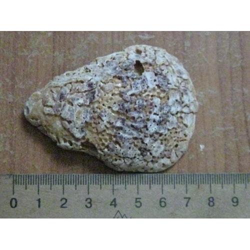 Мушля молюска