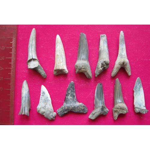 Зубы ископаемых акул - 11 шт.
