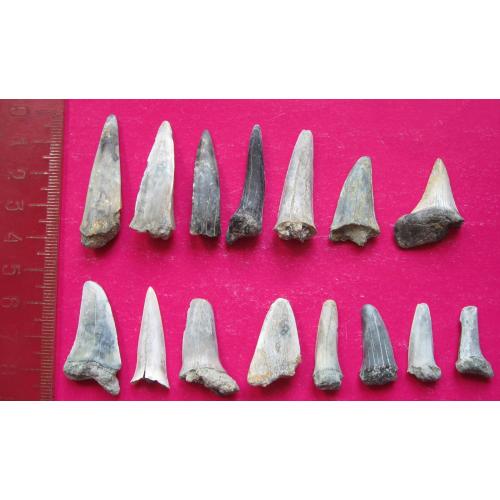 Зубы ископаемых акул - 15 шт.