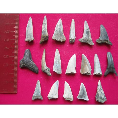 Зубы ископаемых акул - 18 шт.