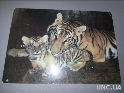 Семья бенгальских тигров