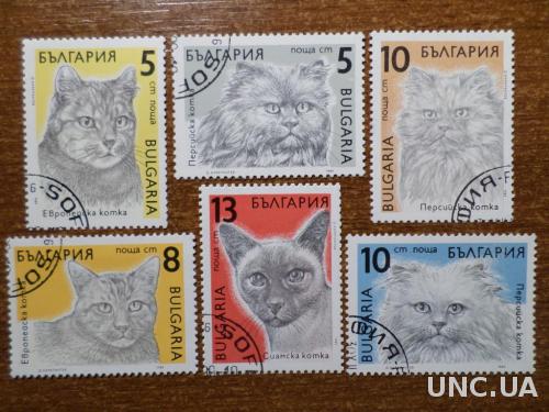 Болгария фауна кот 1989 гашеная КЦ-1,5м