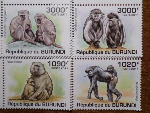 Бурунди фауна обезьяна 2011