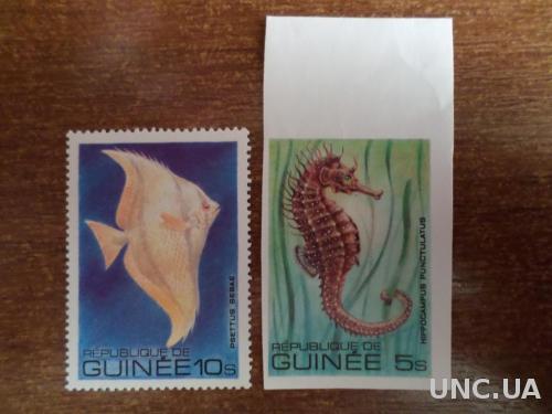 Гвинея фауна рыба КЦ=3,8м 1980 1 без зуб