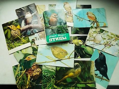 Наши друзья птицы. Набор цветных глянцевых открыток с пояснениями.   СССР