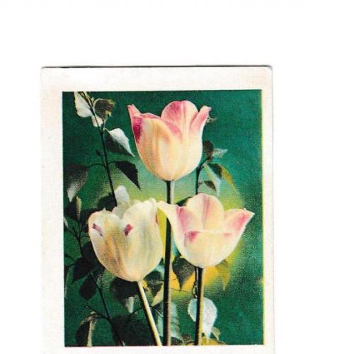 Календарик 1976 Телеграммы, Минсвязи, цветы, тюльпаны