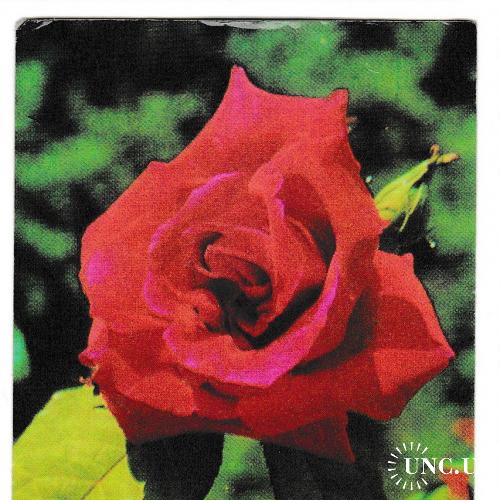 Календарик 1977 Флора, цветы, роза
