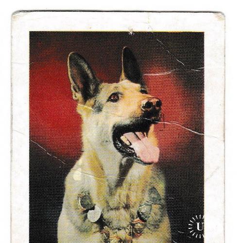 Календарик 1981 Собака
