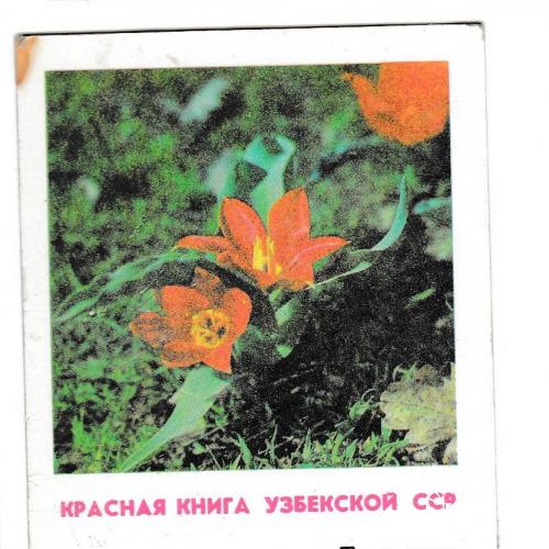 Календарик 1982 Флора, Красная Книга, Тюльпан, Узбекистан

