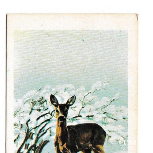 Календарик 1984 Фауна, серна, Болгария
