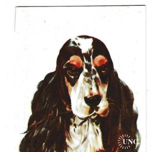 Календарик 1984 Собака, кокер-спаниель, Болгария

