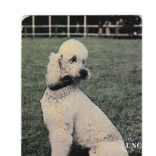 Календарик 1984 Собака, пудель
