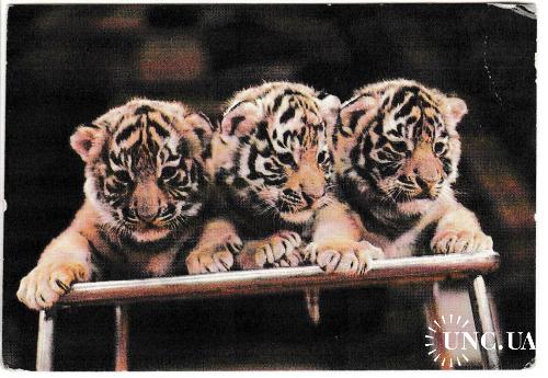 Календарик 1986 Цирк, тигрята
