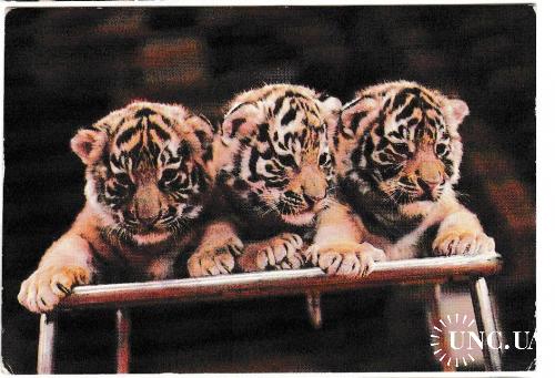 Календарик 1986 Цирк, тигрята
