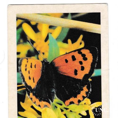 Календарик 1986 Фауна, бабочка
