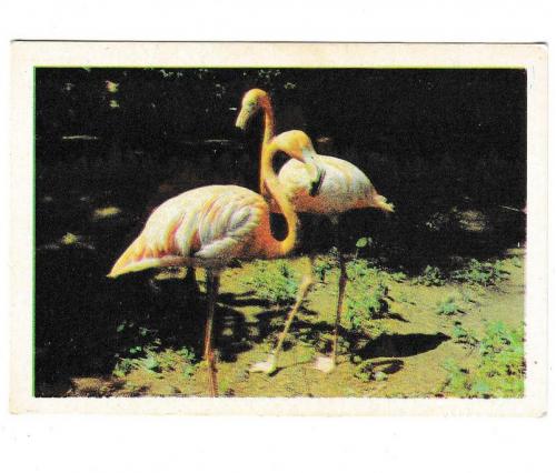 Календарик 1986 Фауна, фламинго, Азербайджан
