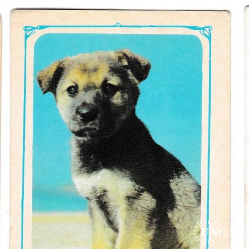 Календарик 1986 Собака

