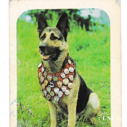 Календарик 1987 Собака
