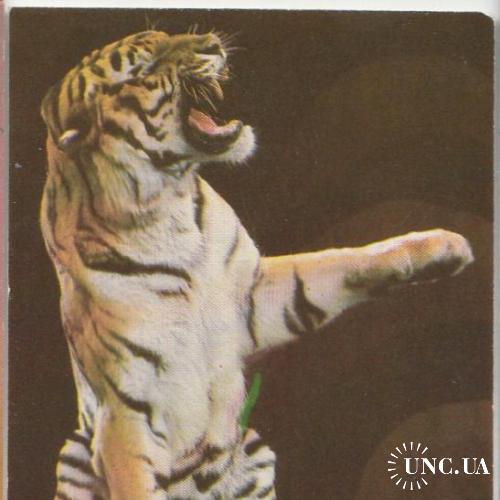Календарик 1988 Цирк, тигр
