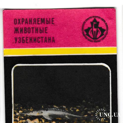 Календарик 1988 Фауна, рыба, Красная Книга, Узбекистан
