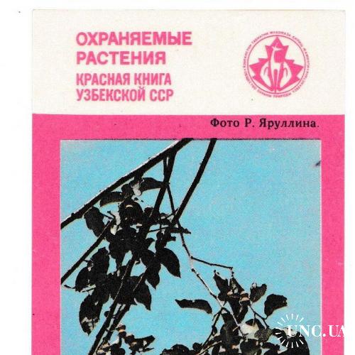 Календарик 1989 Флора, Хурма, Красная Книга, Узбекистан
