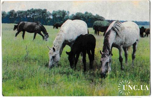 Календарик 1990 Пресса, газета Сільські Вісті, лошади
