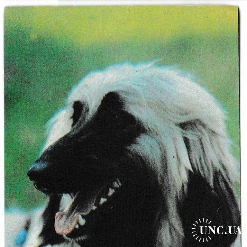 Календарик 1990 Собака
