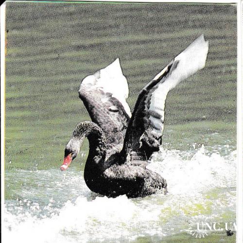 Календарик 1991 Фауна, лебедь

